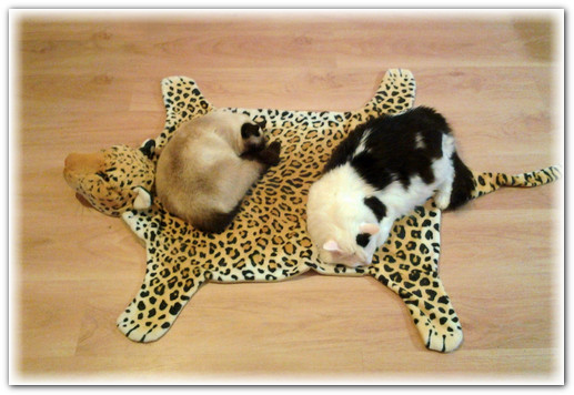 Уличная кошка 