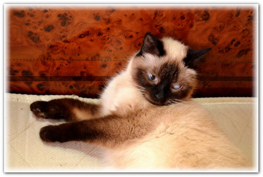 Уличная кошка