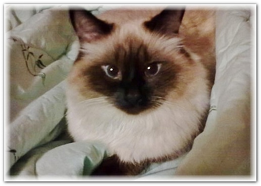 кошка 