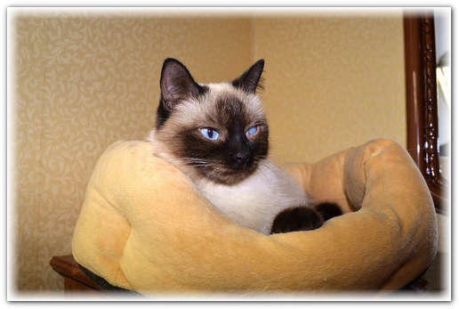 кошка в доме